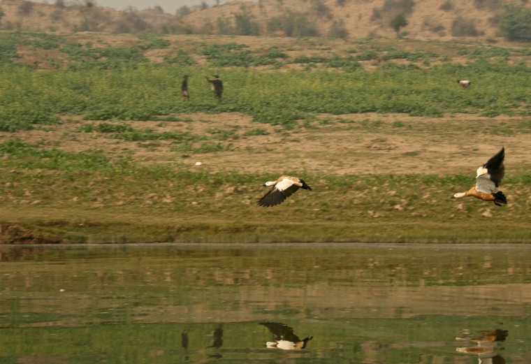 Ruddy shelduck, Brahminy duck, or Chakwa (चकवा, चक्रवाक). Chambal River, December 2015